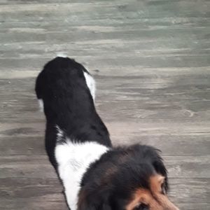 Meet your Posher, Tom